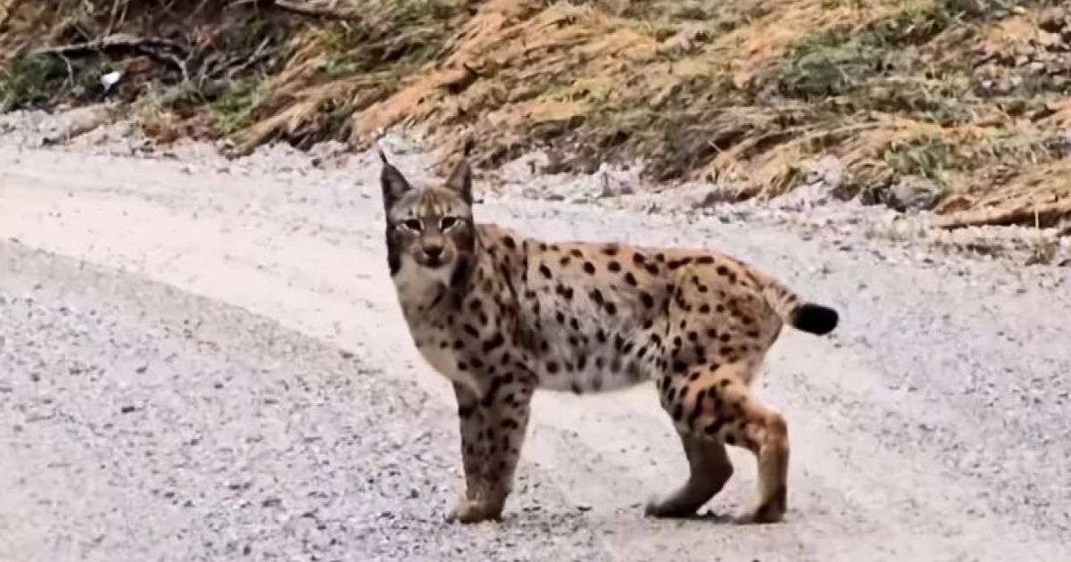 Video: Spet bližnje srečanje z risom, tokrat v snežniških gozdovih ...