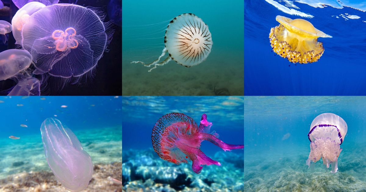 FOTO: Prepoznajte nevarne meduze - Svet24.si