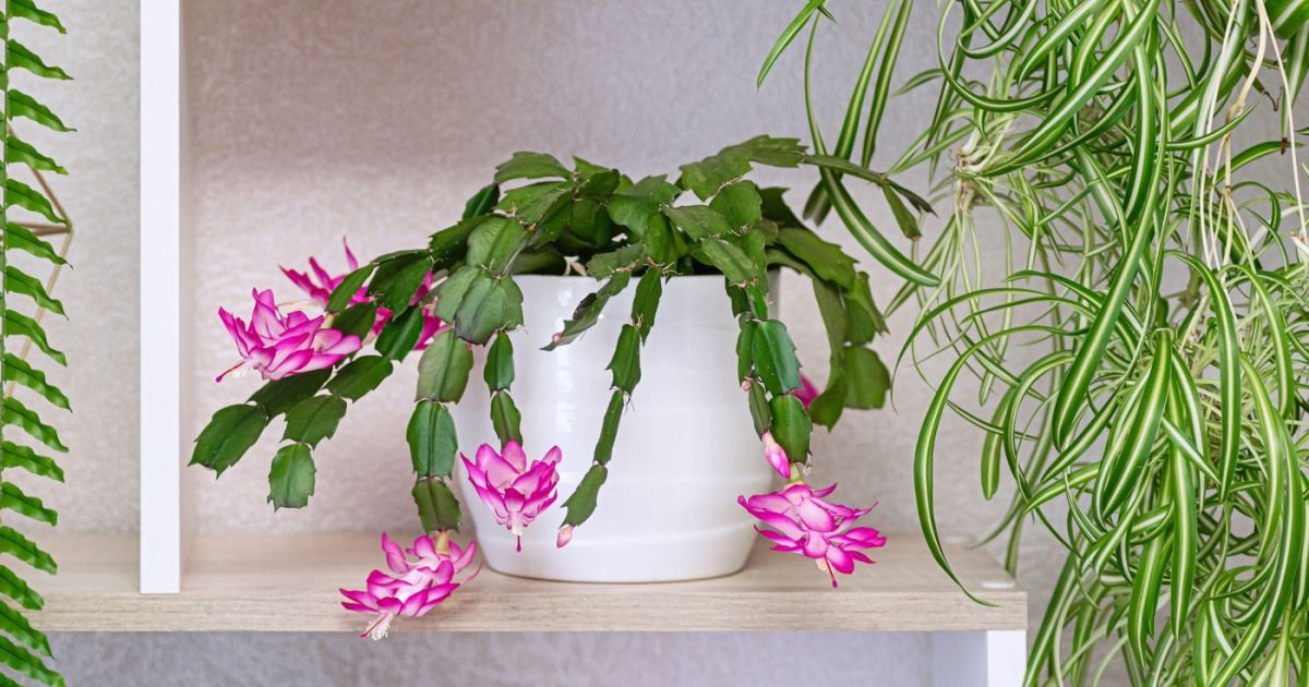 kunstpflanze de Philodendron Imperial Green Kunstpflanze 25 cm – jetzt entdecken main image 1