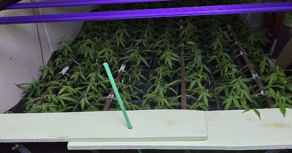 Laboratorij za gojenje konoplje na Igu je poganjala ukradena...