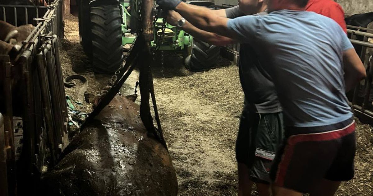 Gasilci iz gnojne jame rešili dve kravi, gasili tudi požare