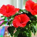 hibiskus