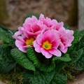 primula3.jpg