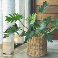Philodendron xanadu.jpg