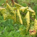 830315_skrzatek-rumenica.jpg