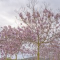 PP2-maj21.jpg