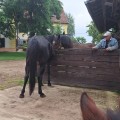 konji, probirštund