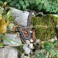 modras, bohinj
