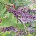 mv-vinogradi suša 2.jpg