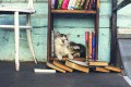 Mačkoljubci vedo, da njihove živali najraje sedijo na polici.