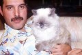 Freddie Mercury, mačke