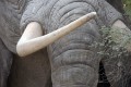 Slonovi okli so najpogostejši razlog za njihovo pobijanje.