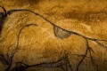 Slika bizona iz jame Chauvet v Franciji