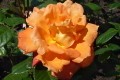 MElrestif ali vrtnica Louis de Funes - oranžni vrtnica je 1987 dobila ime po slavnem igralcu