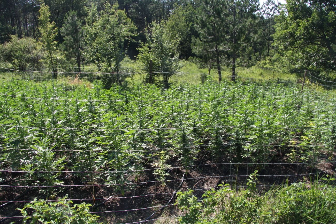 nasad, konoplja, marihuana, Koper