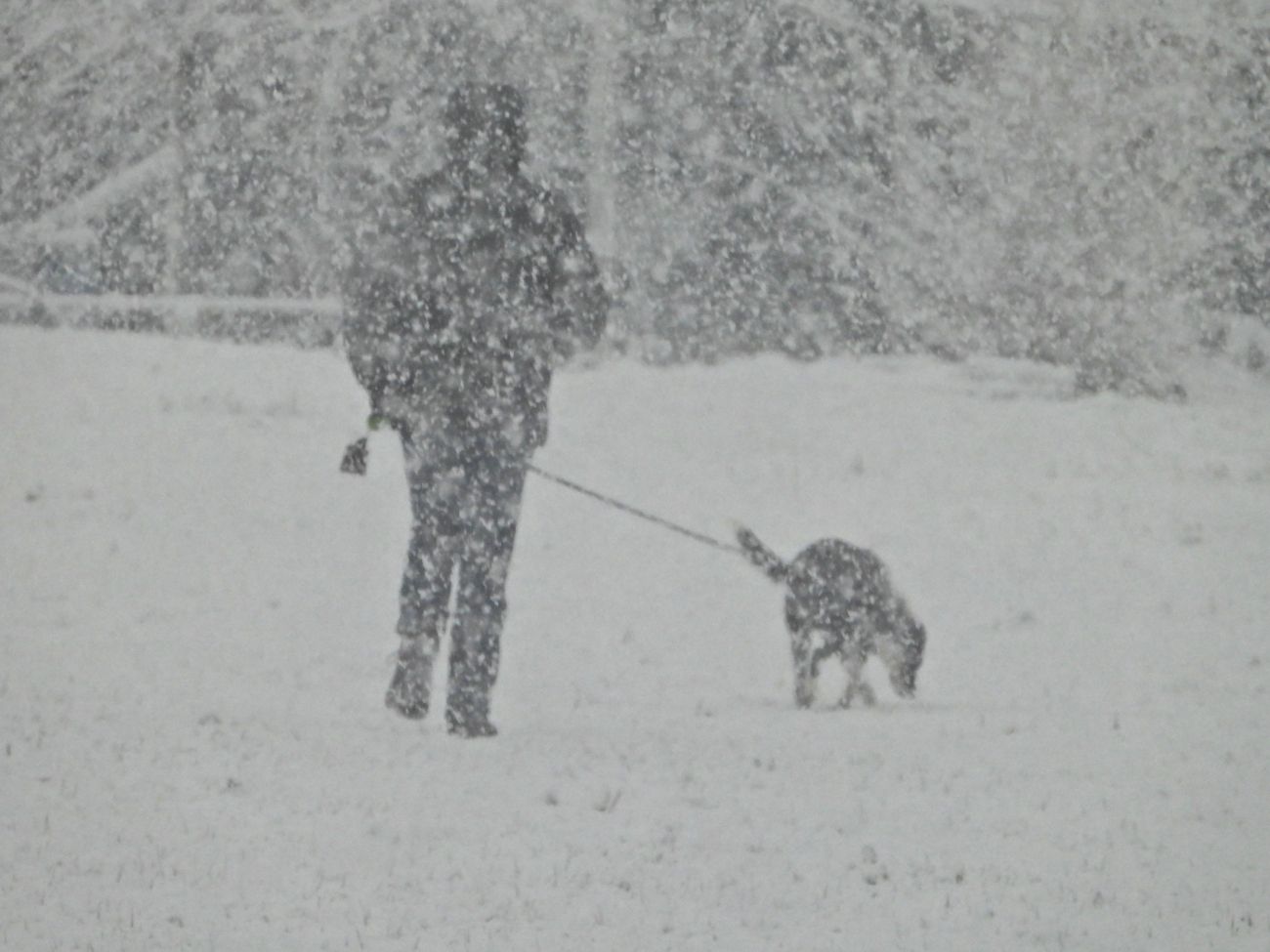 sneg zima bobo 2.jpg