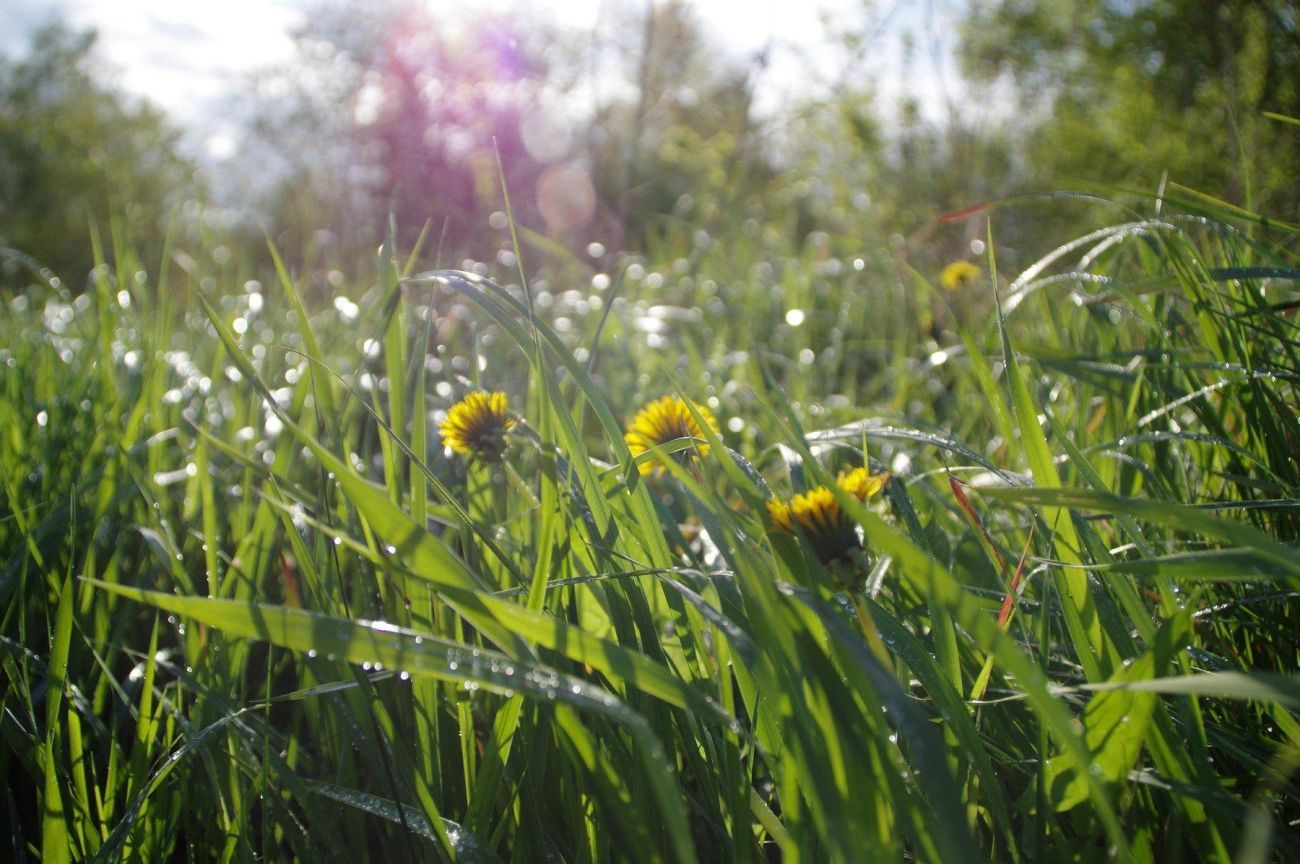 dež, sonce, regret, trava.jpg