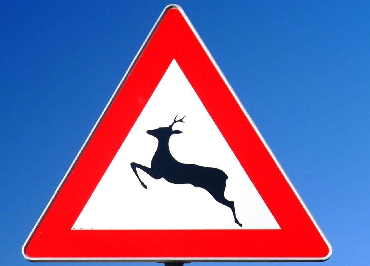 prometni znak divjad.jpg