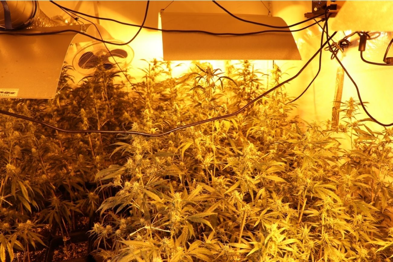 konoplja, droga, gorenjska