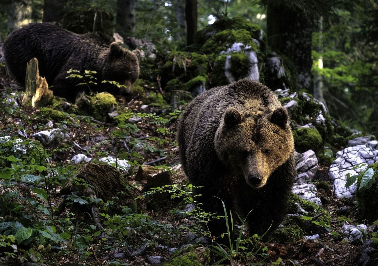 medvedka mladic bobo.jpg