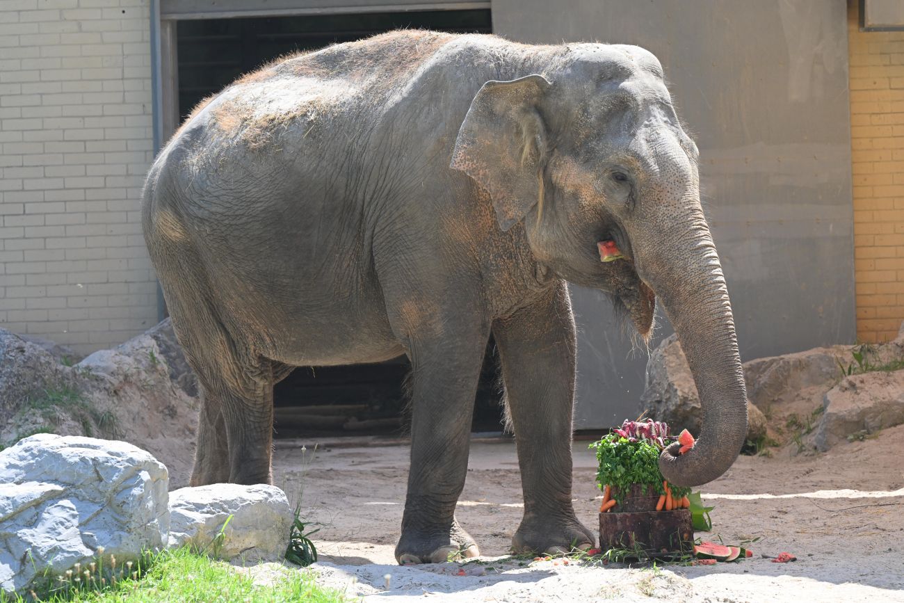 slonica ganga zoo ljubljana.jpg