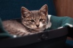 simbolična, mačka, mačke, muca, mijav-mijav, žival