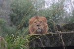 raman azijski lev zoo ljubljana.jpg