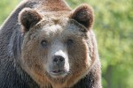 pixel-mixer-brown-bear-858720.jpg