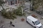 drevo ljubljana vihar.jpg