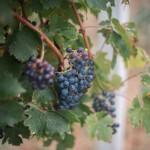 simbolična, vinograd, trta, grozdje