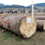 licitacija smreka hlod