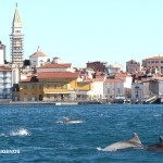 piran, delfini