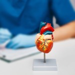 srce, zdravje srca
