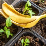 banana, bananin olupek, gnojilo, rastline