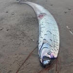oarfish