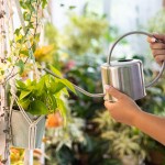 sobne rastline, rastlinjak, zelenje