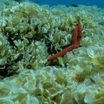 rjava alga3