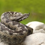 modras