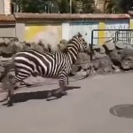 zebra, živalski vrt beograd