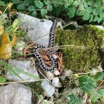 modras, bohinj