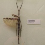 Acrophylla_titan_pinned