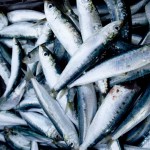 sardine, ribja tržnica, hrvaška