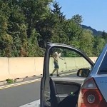 štajerska avtocesta