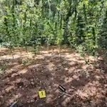 plantaža