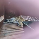 leopard