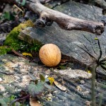 profimedia-0998866899