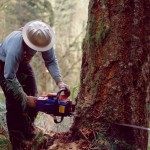 sečnja, motorka, gozd