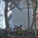 koza, tabor-nad-cerovim