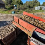 brandenburg, pridelava krompirja