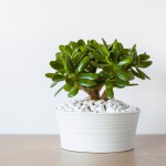 krasula, drevo-denarja, sobne-rastline